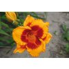 Denivka FOOLED ME - hemerocallis