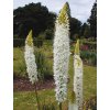 Eremurus himalaicus - stepní lilie, liliochvostec