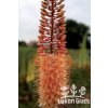 Eremurus PINOKKIO - stepní lilie, liliochvostec