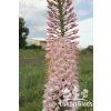 Eremurus robustus - stepní lilie, liliochvostec