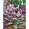 Erythronium dens-canis - kandík