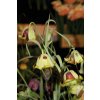 Fritillaria acmopetalla - řebčík