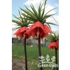 Fritillaria imperialis AURORA  - řebčík královský