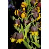 Fritillaria michailowskyi - řebčík - nahrnkovaný