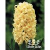 Hyacint GIPSY PRINCESS - hyacinthus