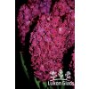 Hyacint WOODSTOCK - hyacinthus