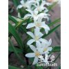 Chionodoxa lucilliae ALBA - ladonička