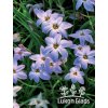 Ipheion uniflorum - ifeion