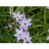 Ipheion uniflorum - ifeion