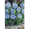 Ipheion uniflorum wisley blue