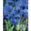 Iris reticulata JOYCE - kosatec, kosatčík