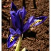 Iris reticulata JOYCE - kosatec, kosatčík