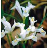 Iris reticulata NATASCHA - kosatec, kosatčík