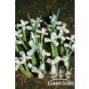 Iris reticulata NATASCHA - kosatec, kosatčík