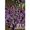 Iris reticulata PAULINE - kosatec, kosatčík
