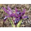 Iris reticulata PAULINE - kosatec, kosatčík