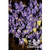 Iris reticulata PIXIE - kosatec, kosatčík