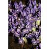 Iris reticulata PIXIE - kosatec, kosatčík