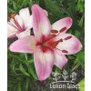 Lilie ROSELLA‘S DREAM - lilium