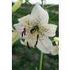 Lilie WHITE TWINKLE - lilium