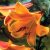 Lilie AFRICAN QUEEN - lilium