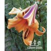 Lilie AFRICAN QUEEN - lilium