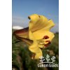 Lilie GOLDEN SPLENDOUR - lilium