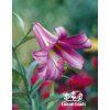 Lilie PINK PERFECTION - lilium