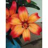 Lilie ROYAL SUNSET - lilium