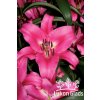 Lilie ROBINA - lilium