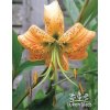 Lilium henryi - lilie