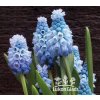 Muscari azureum - modřenec