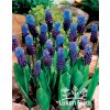 Muscari latifolium - modřenec jednolistý