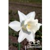 Narcis MOUNT HOOD - narcissus