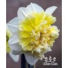 Narcis ICE KING - narcissus