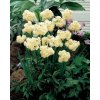 Narcis ERLICHEER  - narcissus, vánoční narcis