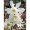 Narcis THALIA - narcissus