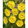 Narcis Sun Disc