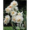 Narcis SIR WINSTON CHURCHILL - narcissus