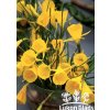 Narcis bulbocodium conspicuus golden bells