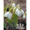 Galanthus elwesii - sněženka Elwesova, sněženka větší