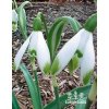 Galanthus nivalis - sněženka jarní, sněženka podsněžník