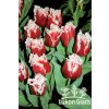 Tulipán CANASTA - tulipa