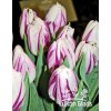 Tulipán FLAMING FLAG - tulipa