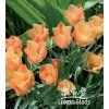 Tulipán batalini BRIGHT GEM - skalkový tulipán