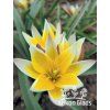 Tulipán tarda - skalkový tulipán