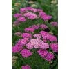 pretty belinda achillea millefolium 75493 1