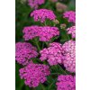 pretty belinda achillea millefolium 75493 3
