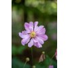 prinz heinrich anemone 73203 2