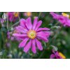 prinz heinrich anemone 73203 1